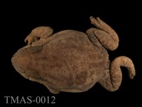 藏品(盤古蟾蜍)的圖片